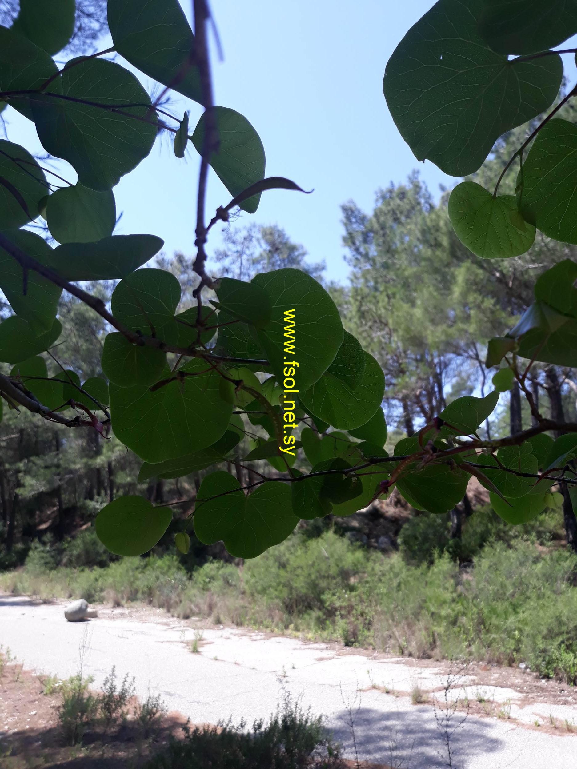 Cercis siliquastrum L.